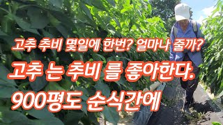 고추 추비 주는 방법 시기 적정량 비료 종류 주는 기구 [고추재배방법]