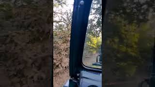 preview picture of video 'Ranthambore National Park Close encounter with Tigeress - Must Watch'