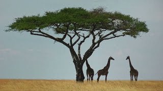 Serengeti, Tanzania in HD