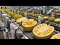Inside A Modern Jackfruit Factory From Whole Jackfruits To Ready To Eat Fruit Packs Full Process