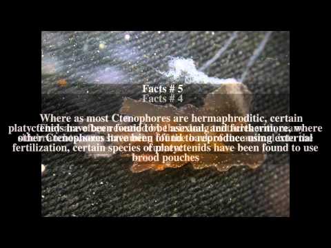 Platyctenida Top # 7 Facts