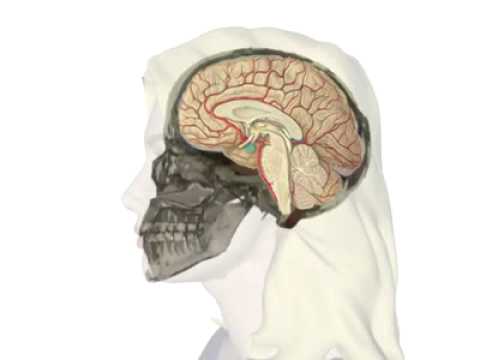 Die Hypophyse - Lage und Funktion