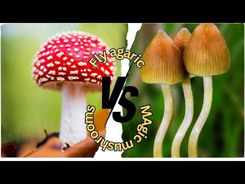 Fly Agaric vs. Magic Mushrooms: Exploring Two Iconic Fungi