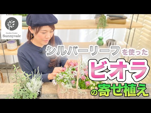 園芸 シルバータンジー、トルコまたはシリアタンジー、シルバーレース