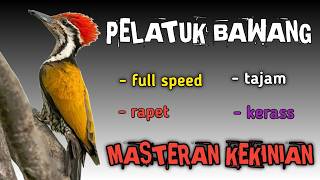Download lagu gak diragukan lagi !! MASTERAN PELATUK BAWANG GURU VOKAL HANDAL‼️ mp3