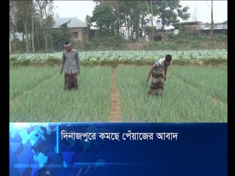 দিনাজপুরে কমছে পেঁয়াজের আবাদ