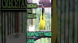 Download lagu suara sogon ngotot panggil lawan || pancingan sogon bahan #pancingansogon mp3