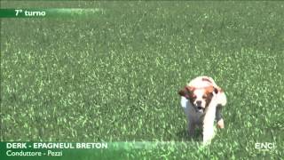 10 bretones, 4 kurzhaar sobre perdiz gris