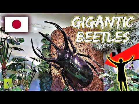 image-What are the big Japanese beetles?