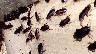 Homemade Cockroach Bait