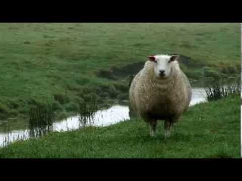 Schaf Deich Landwirtschaft Salzwiese Nordsee Wolle Schleswig-Holstein 12/05 HDV