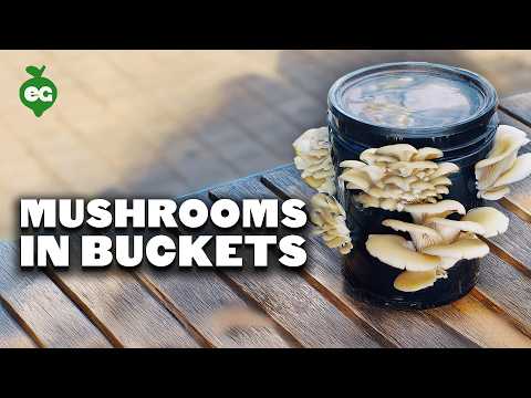 How to Grow Lion s Mane Mushrooms Recipe Included