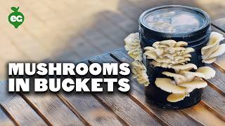 Grow Your Own Mushrooms In a 5 Gallon Bucket (EASY) 🍄🟫🪣