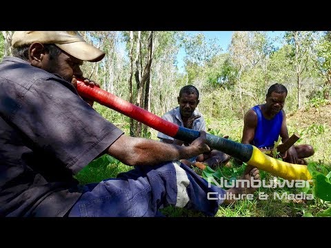Dhaambulg Yambirrgu (Parrot Fish) - Murrungun Songs