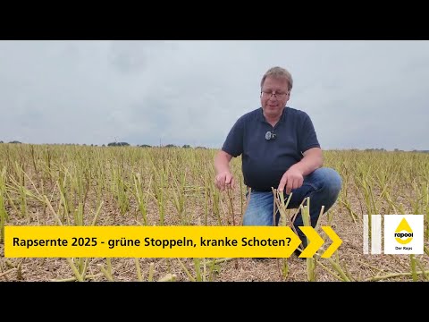 Rapsernte 2025 - grüne Stoppeln, kranke Schoten?