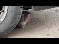 Shy Tabby Gray Cat Hides Under The Car