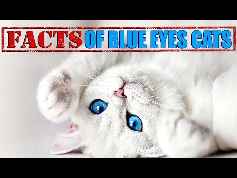 FACTS OF BLUES EYES CAT