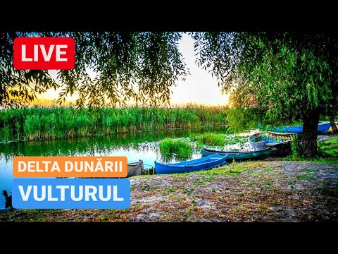 🔴 LIVE din VULTURU - DELTA DUNĂRII