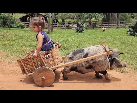 FIELD WHERE NOAH RELEASED THE ANIMALS FROM NOAH'S ARK 3