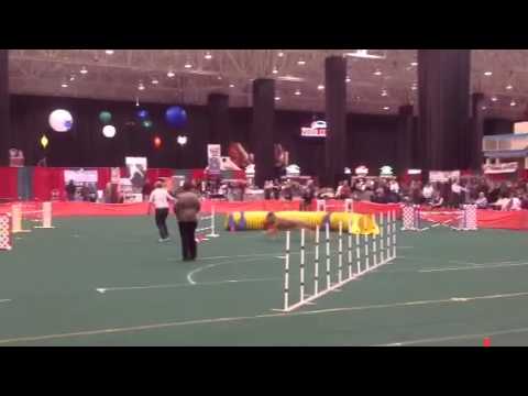 Briard agility take 2.  Tilly is back and still loving it.  Nan, superhandler.