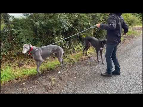 Fingers, Floyd e Banker in passeggiata con i nostri volontari