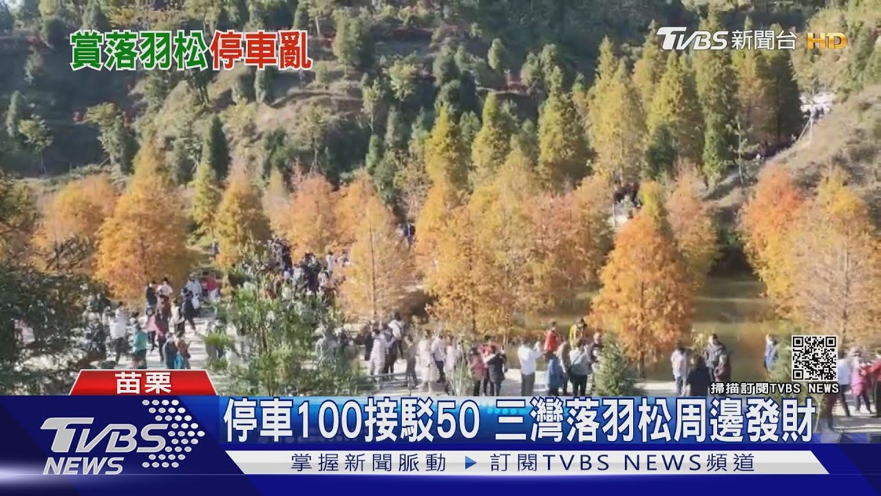 停車100接駁50 三灣落羽松周邊發財