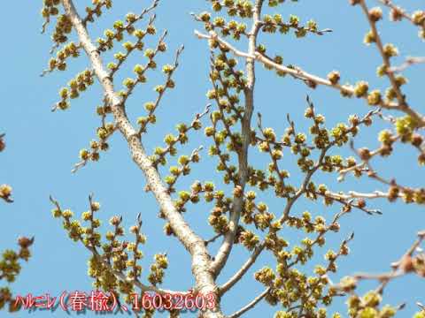 しだれニレ、ハンギングニレ 植物