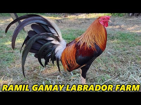 Best Quality Birds Ramil Gamay Labrador Farm Buddy Baughman Kelso Gilmore Grey Carol Nesmith Sweater