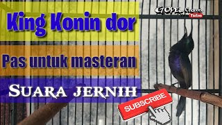 Download lagu King konin bikin ocehan anda tambah materi.murai batu cocok di tempel sama konin. mp3