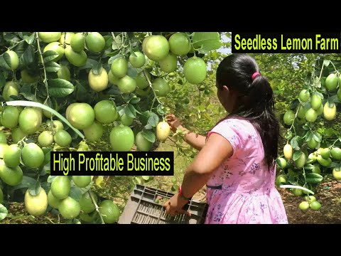 , title : 'How To Start Seedless Lemon Farm Business - Start a Business with Small Capital Lemon Farming'