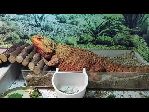 Lizandro the "big" bearded dragon 03
