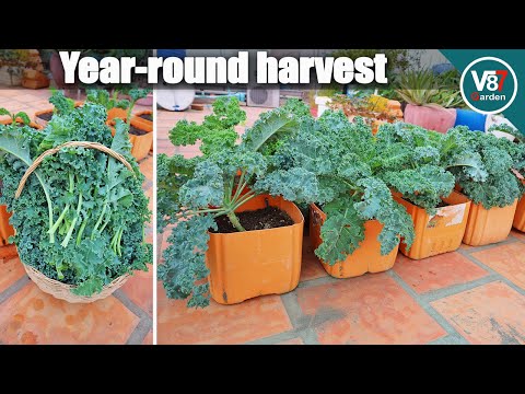 How To Grow Lots of Kale in Container at Home