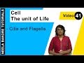 Cell The Unit Of Life NEET Cilia And Flagella Neela Bakore Tutorials