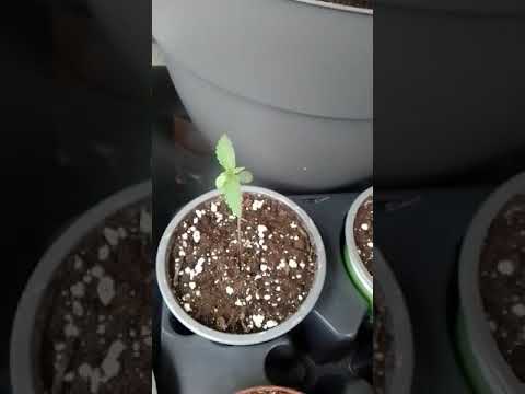 COOKIES GELATO AUTOMATIC ( TAG 6 ) ( ROYAL QUEEN SEEDS)