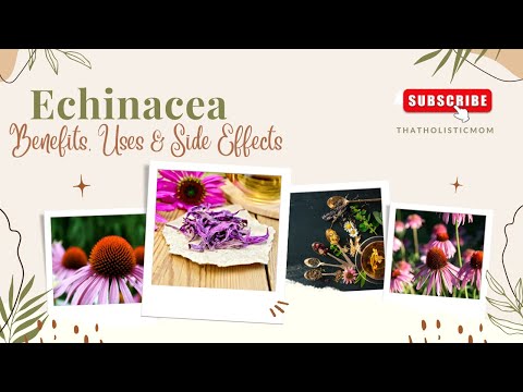 Echinacea Benefits, Side Effects & Uses