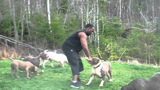 GHK's Cashis 100lb dogs can work too !!!