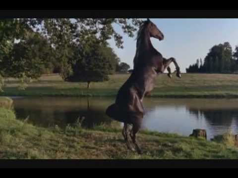 Black Beauty (1994) Official Trailer's Original Music