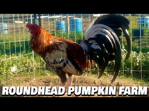 Beautiful Birds Pumpkin Farm California - Farm Visit !!