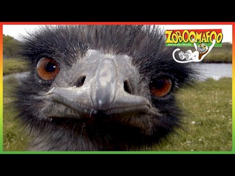 🐦 Zoboomafoo 119 - Running - Animal shows for kids | Full Episode | HD 🐦