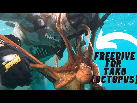 Freediving for Tako (Octopus)