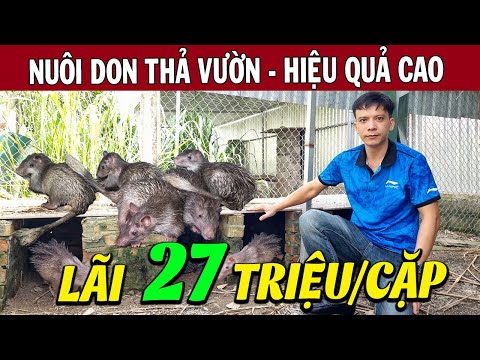 Kỹ Thuật Nuôi Don Thả Vườn Từ A–Z | Hiệu Quả Kinh Tế Cao, Chi Phí Thấp, Ít Rủi Ro
