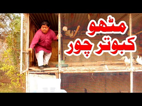 Kabotar chor|Funnay video|Kabutar chori karne ki kosish 😡( Ankit try to thief pigeon 😳 ) Pakda gya