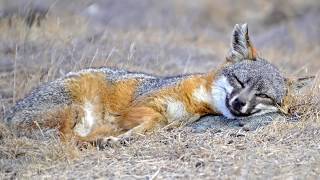 16 Amazing Fox Species