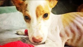 Look at her face... this baby dog was buried alive.. see what happened next!