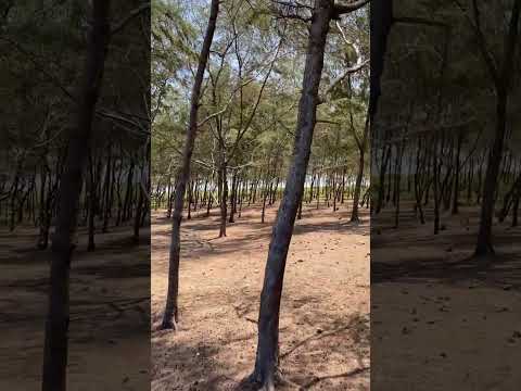 Why Casuarina trees are planted for ecosystem repair