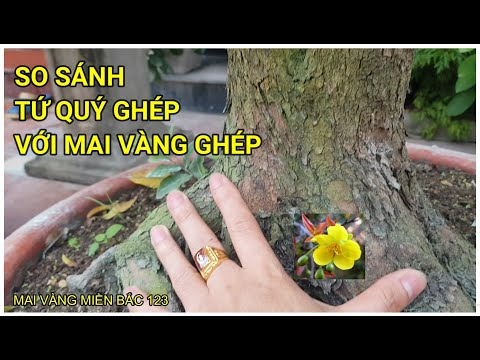 🔴 QBS22131 - TỨ QUÝ GHÉP VÀ MAI VÀNG GHÉP CÂY NÀO TỐT HƠN | TỨ QUÝ GHÉP MAI VÀNG CÓ ƯU NHƯỢC ĐIỂM GÌ