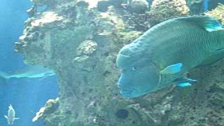 preview picture of video 'At the Noumea Aquarium'