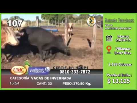 23-04-19 - Venta de Vientres - Remate televisado de UMC & HACIENDAS VILLAGUAY - Entre Ríos
