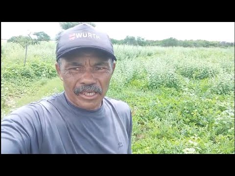 Graças a Deus a chuva continua caindo na nossa região 