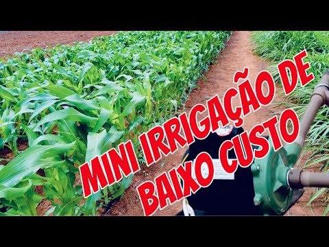 Mini irrigação por gotejamento para milho #agro #fazenda #irrigacao